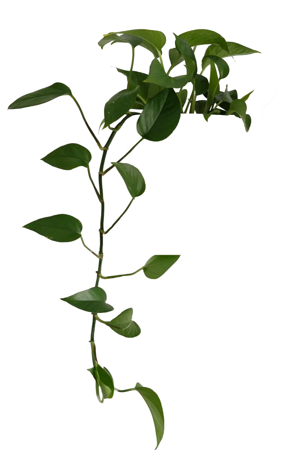 fiorellotto 7