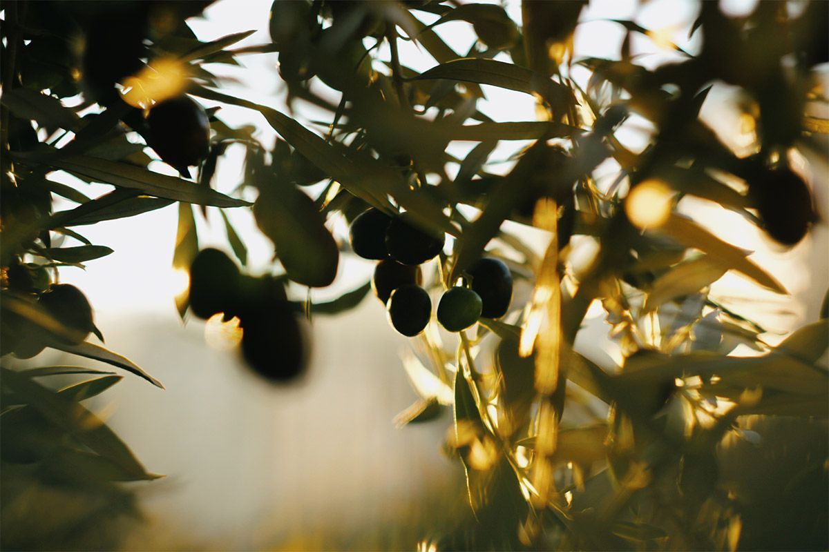 Le varietà dell’olivo: viaggio fra i cultivar migliori per creare un uliveto