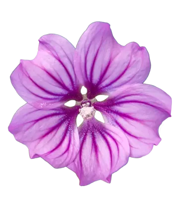 fiore rosa